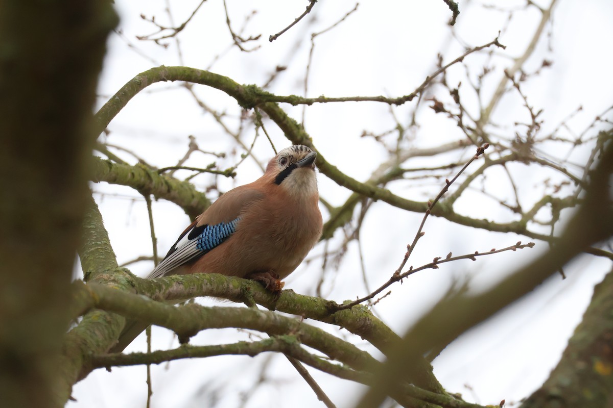Eurasian Jay - ML647181664