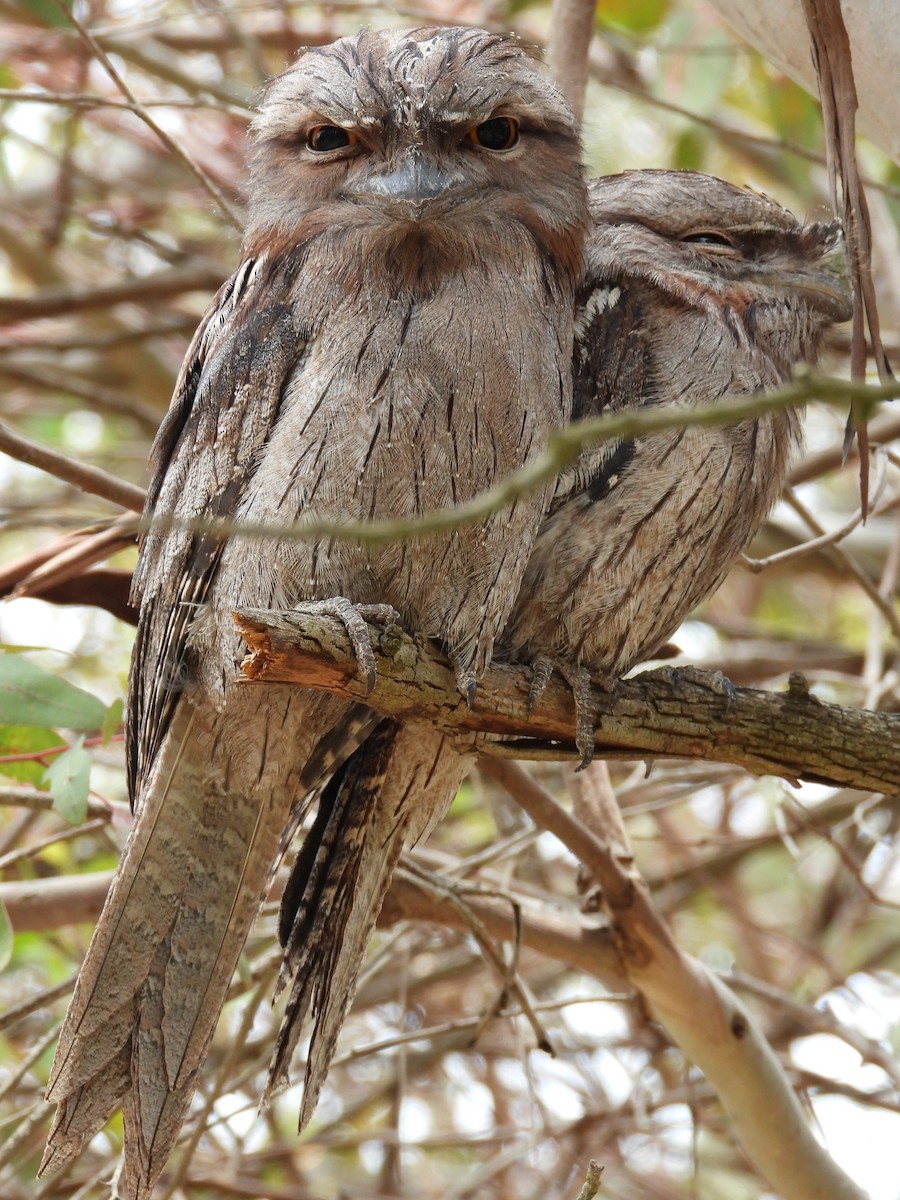 Tawny Frogmouth - ML647181665