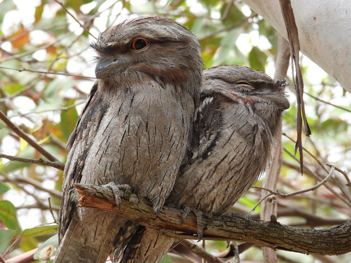 Tawny Frogmouth - ML647181666