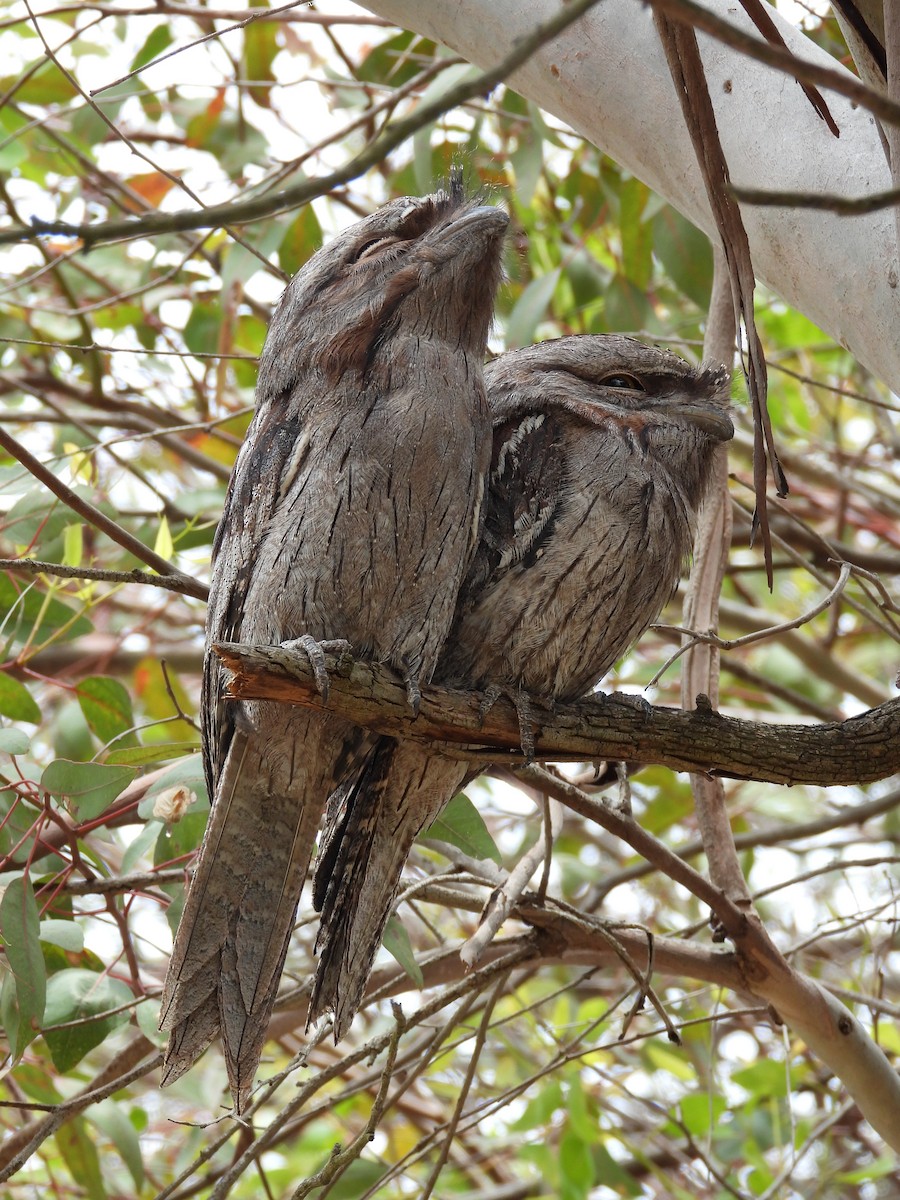 Tawny Frogmouth - ML647181667