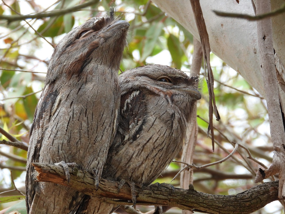 Tawny Frogmouth - ML647181668