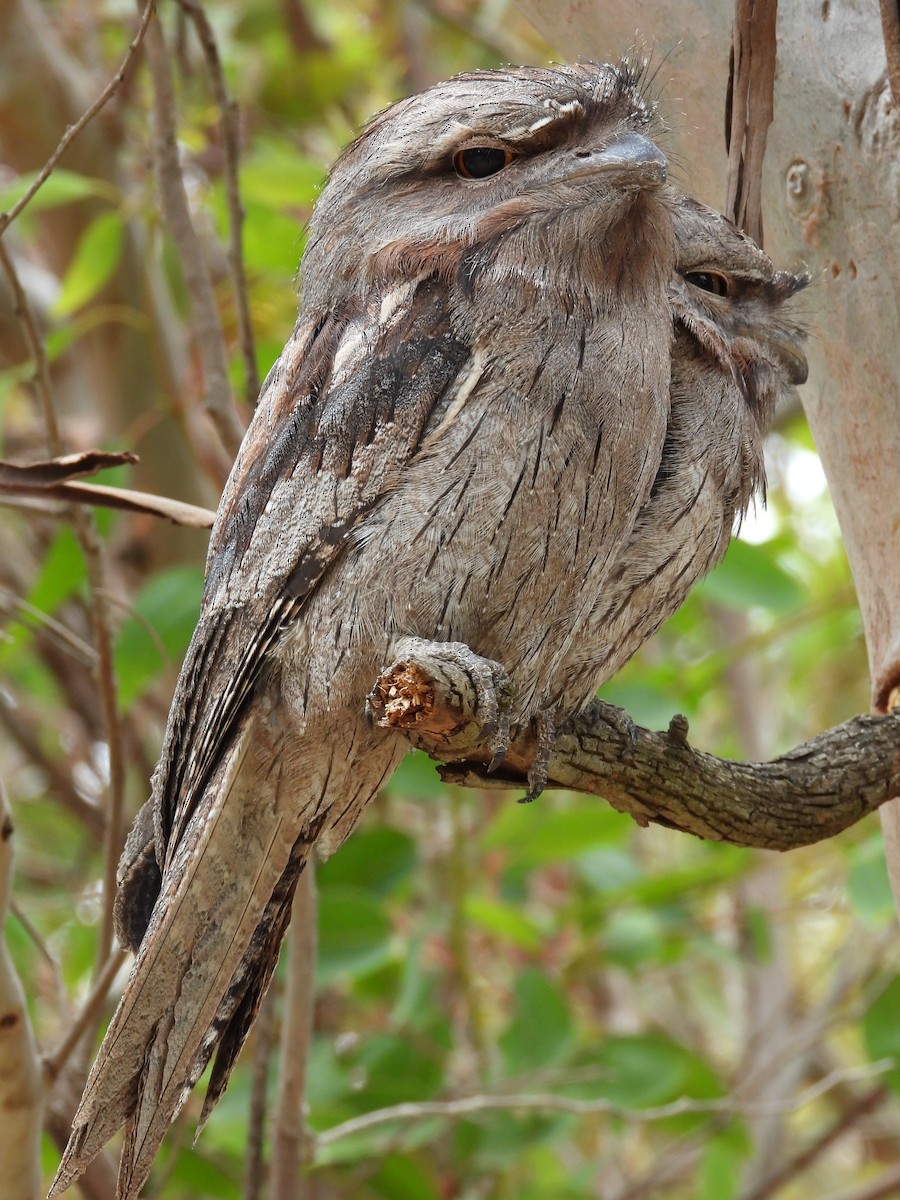 Tawny Frogmouth - ML647181669