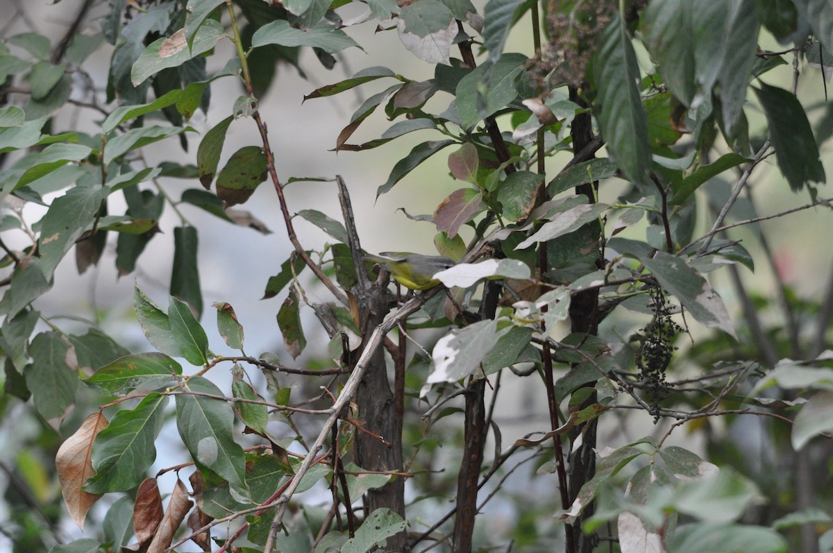 Gray-hooded Warbler - ML647181670