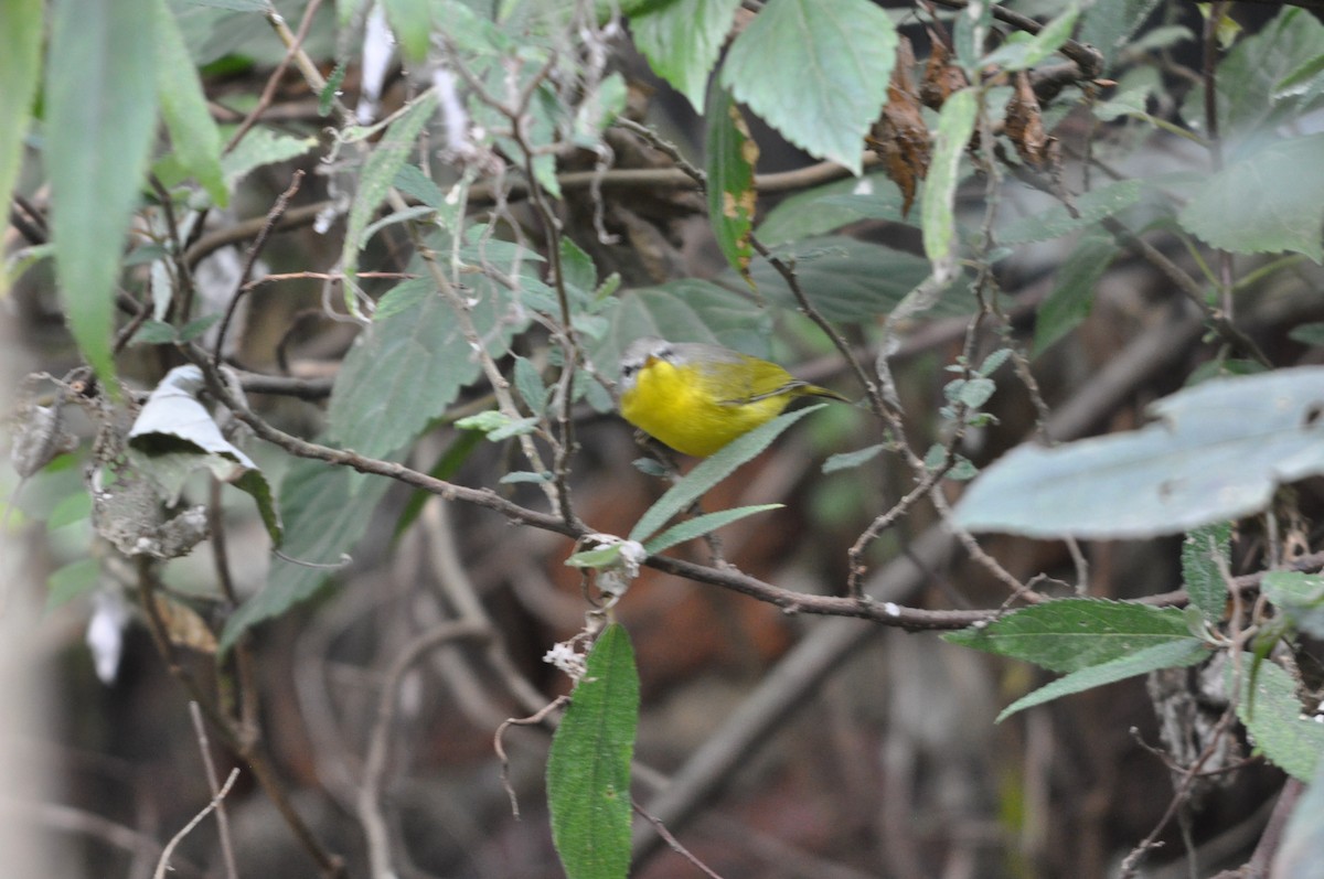 Gray-hooded Warbler - ML647181671