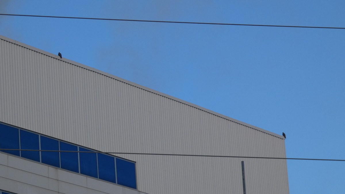 Peregrine Falcon - ML647181674