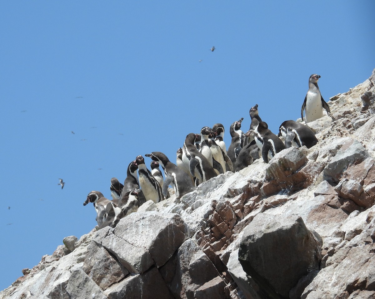 Humboldt Penguin - ML647181676