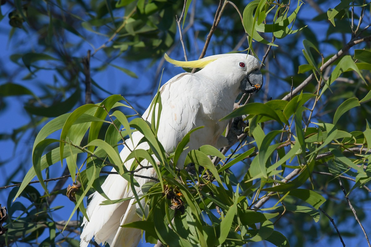 gultoppkakadu - ML647181677