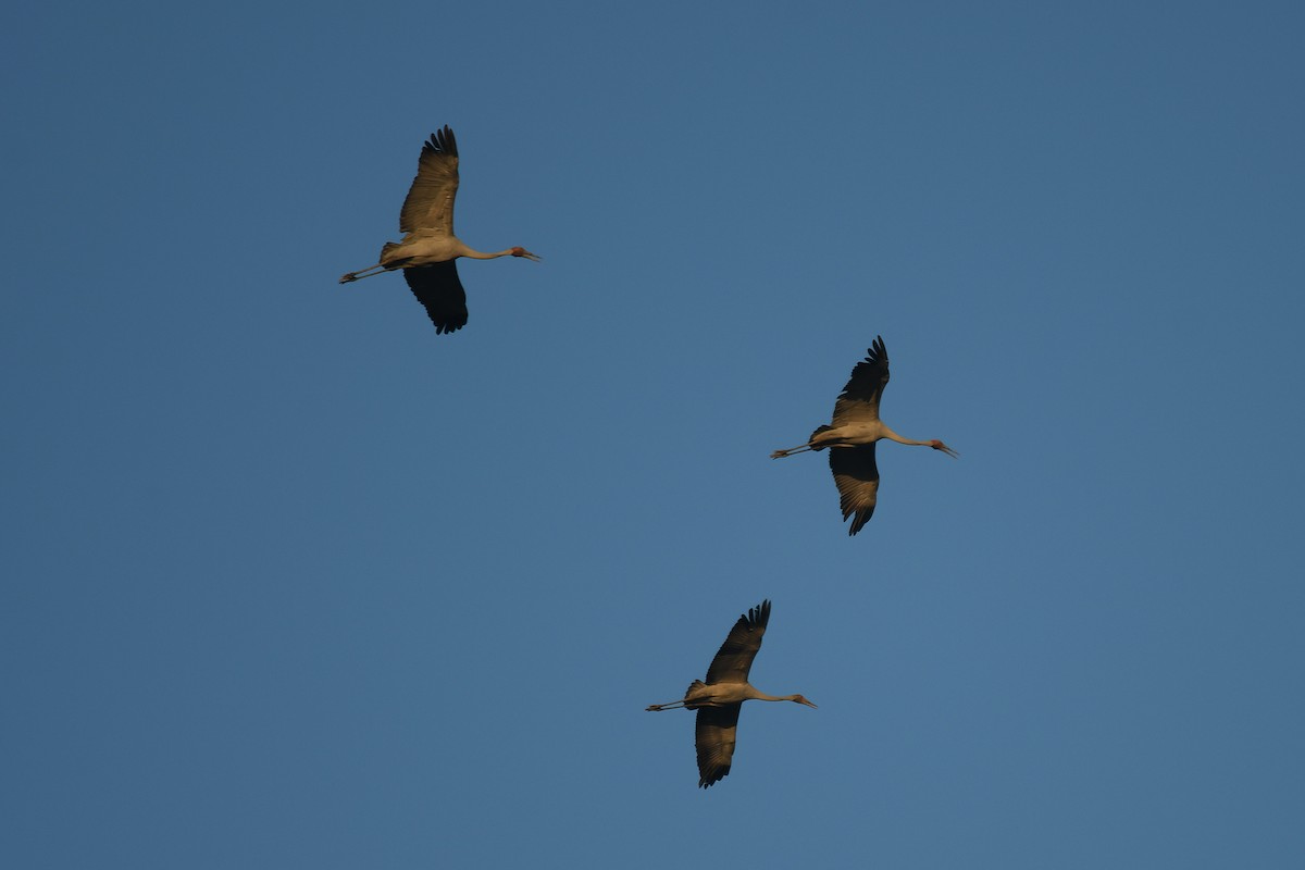 Brolga - ML647181689