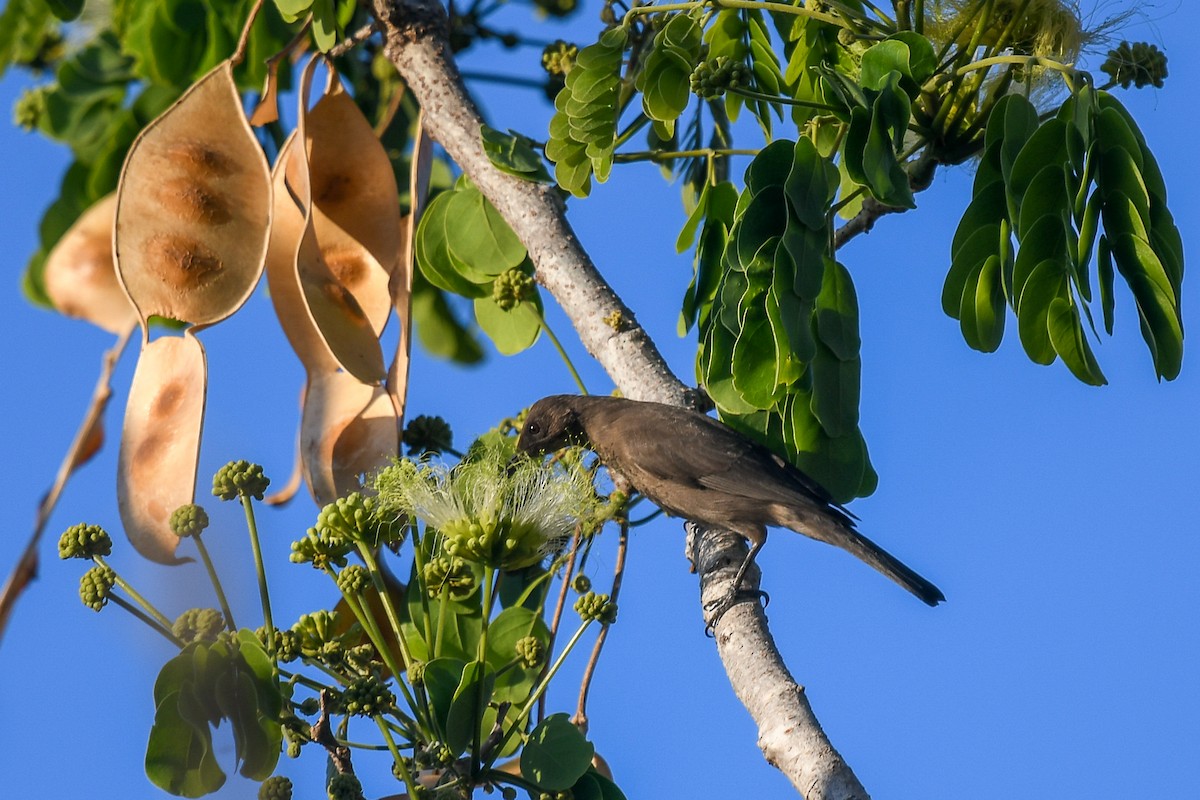 Dusky Myzomela - ML647181700