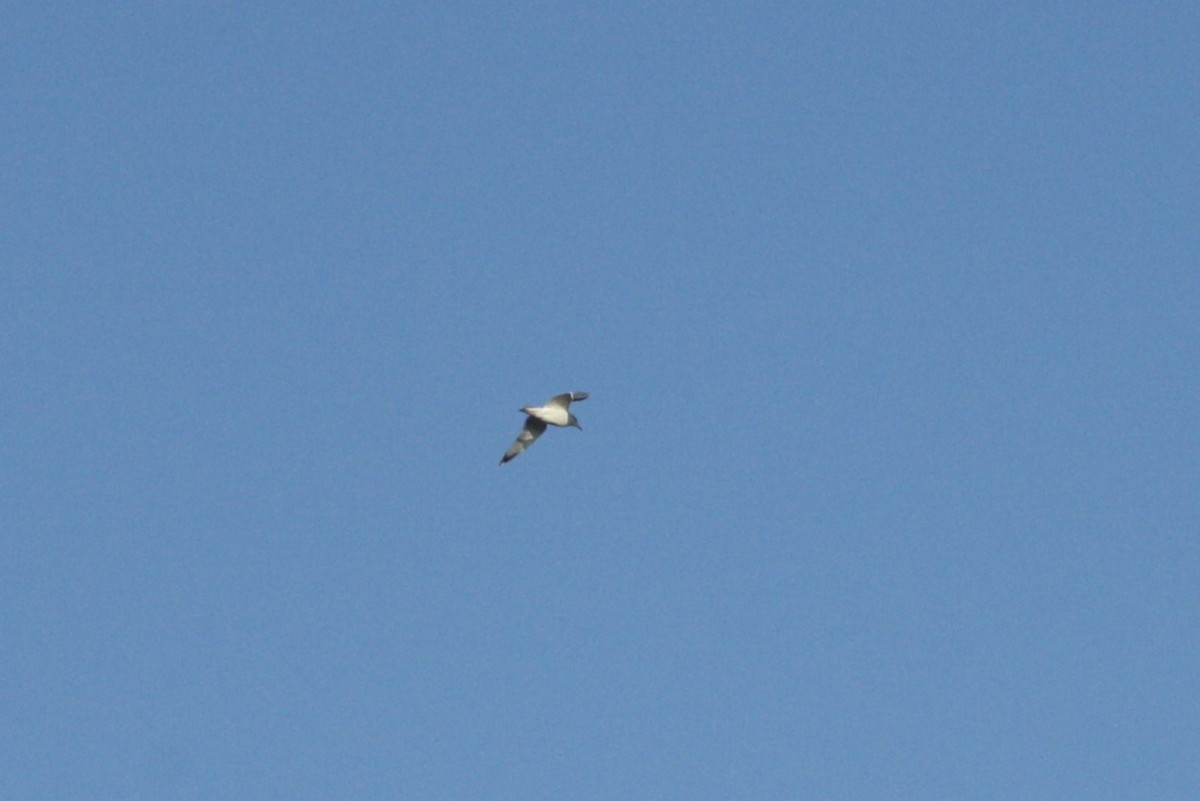 Black-headed Gull - ML647181701