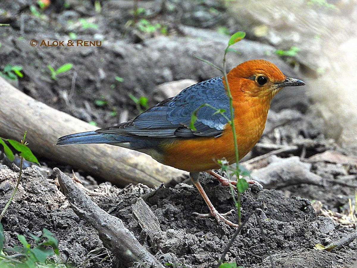 Orange-headed Thrush - ML647181711