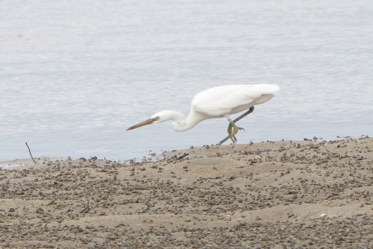 Chinese Egret - ML647181712
