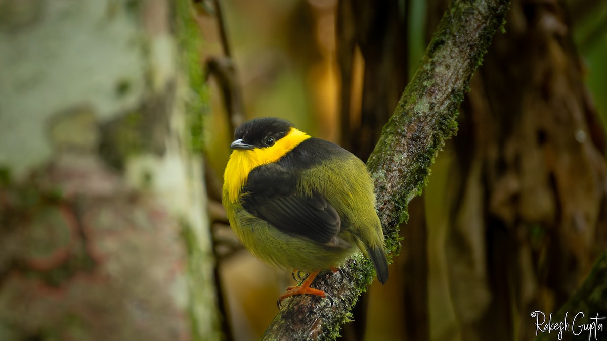 Golden-collared Manakin - ML647181726
