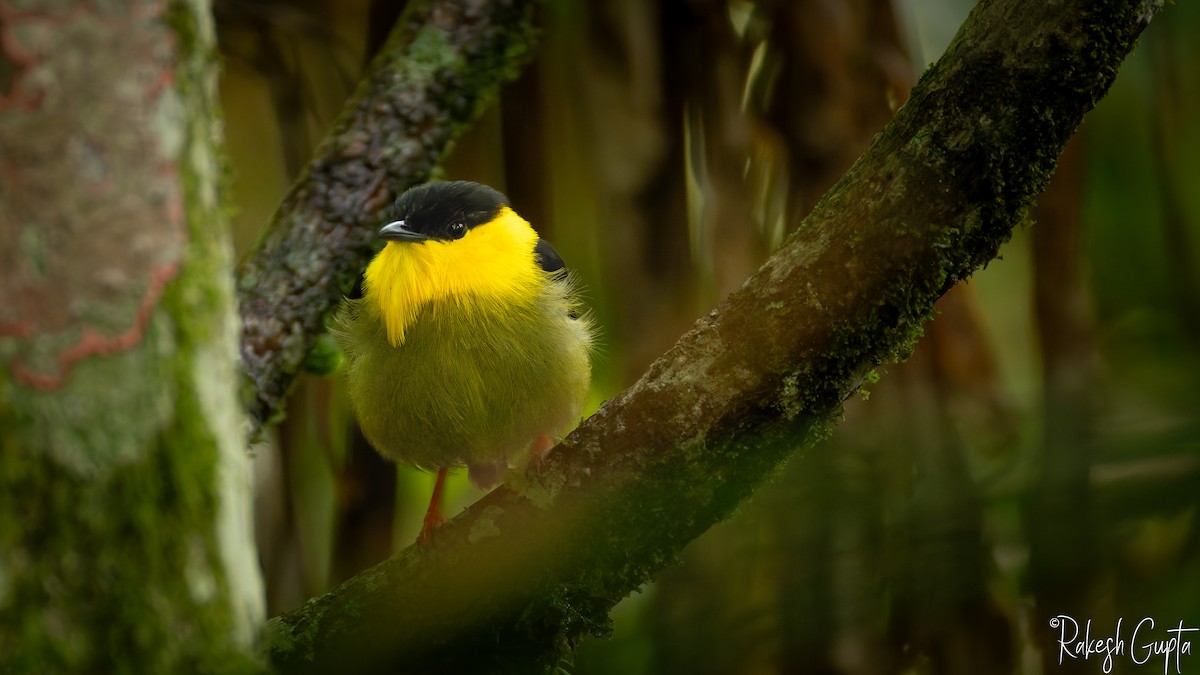 Golden-collared Manakin - ML647181727