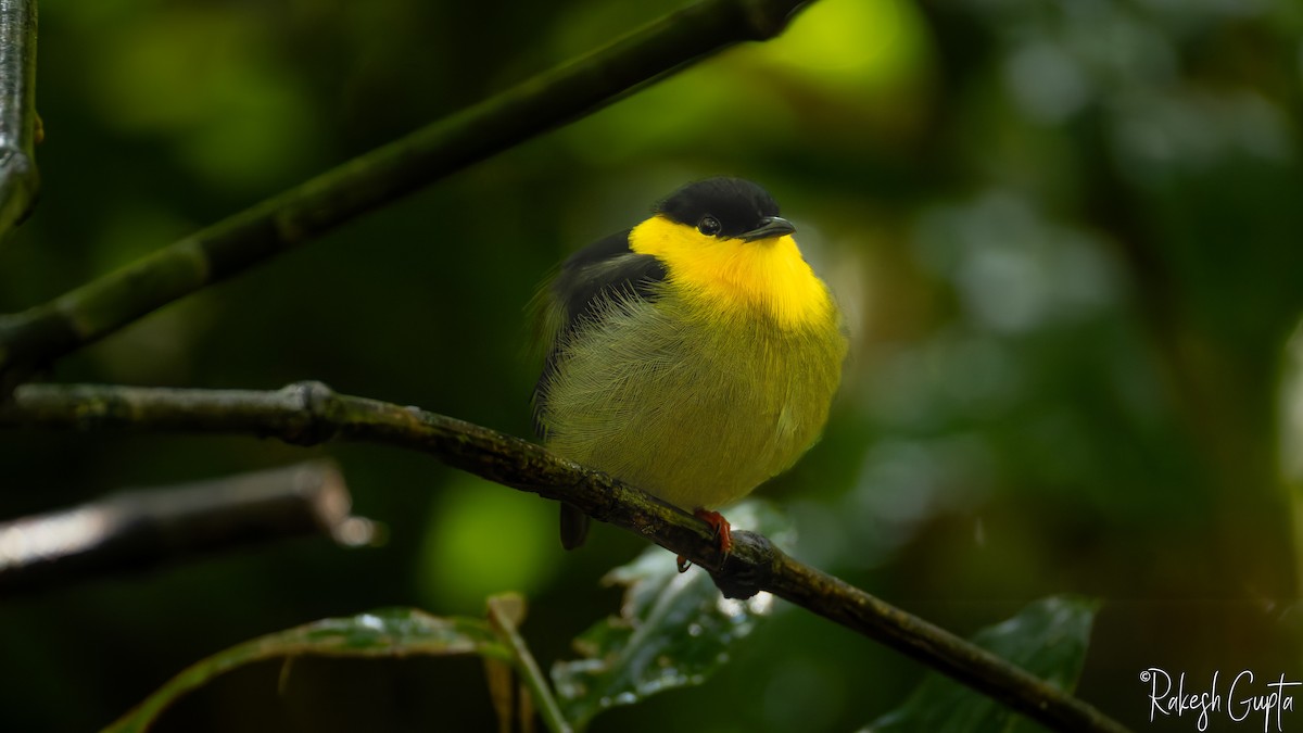 Golden-collared Manakin - ML647181728