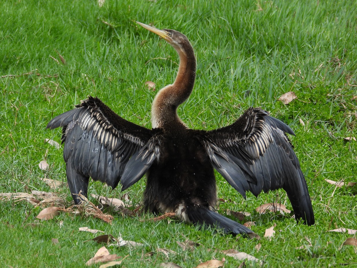 Australasian Darter - ML647181730