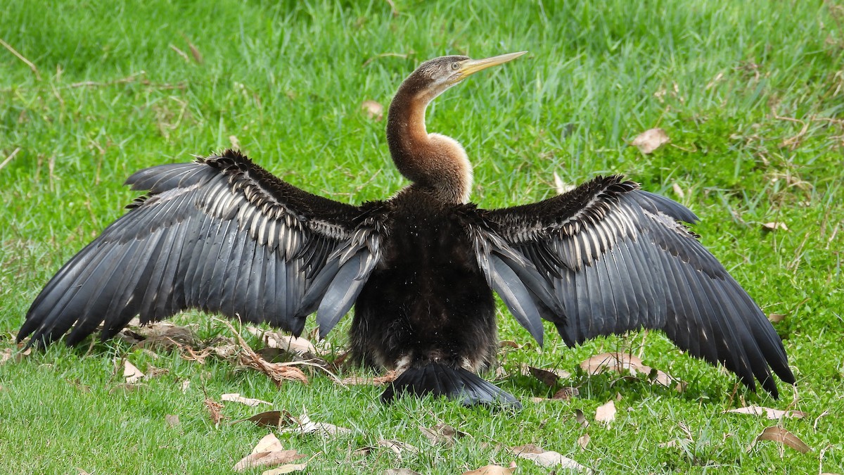 Australasian Darter - ML647181732