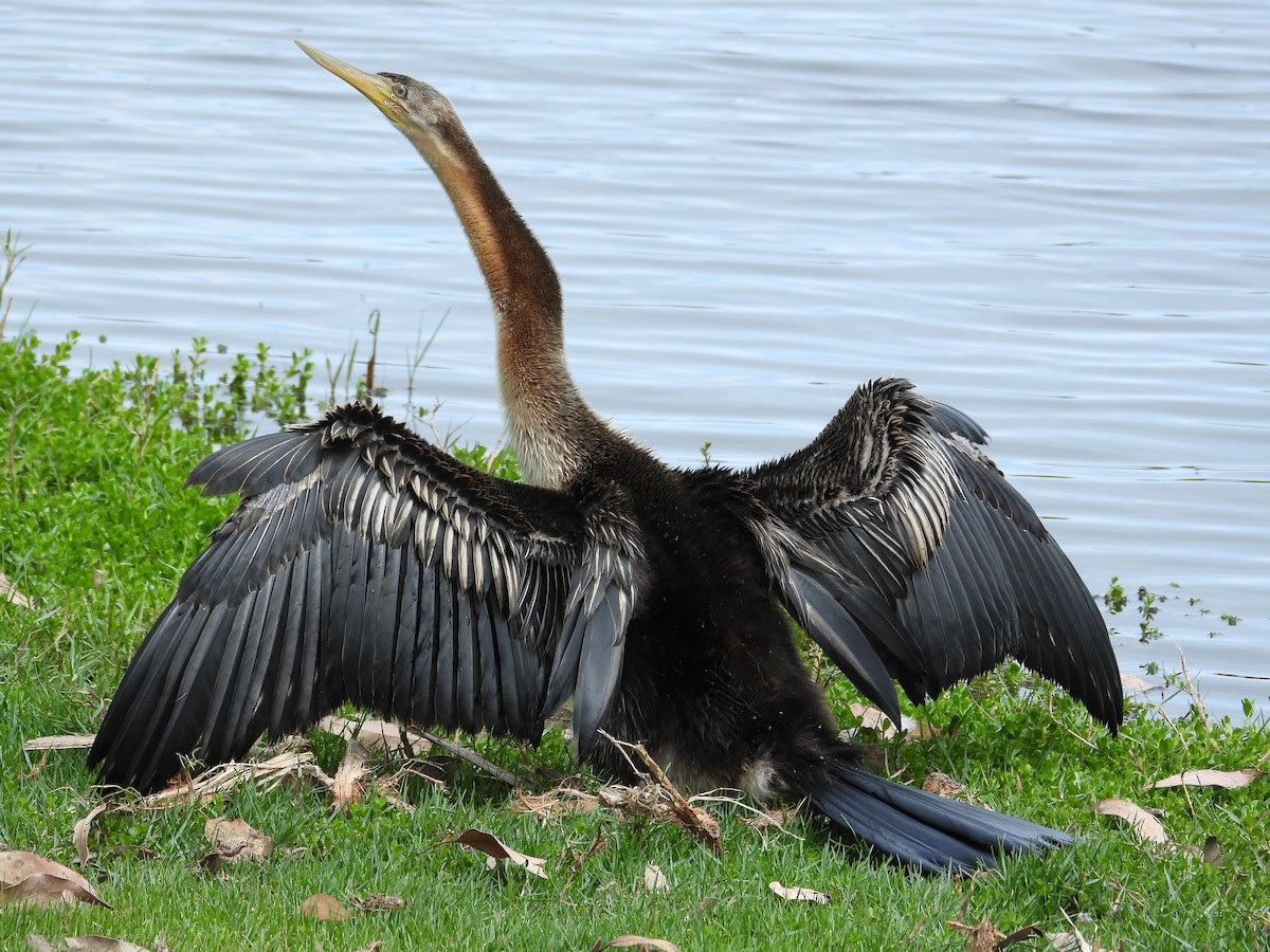 Australasian Darter - ML647181733