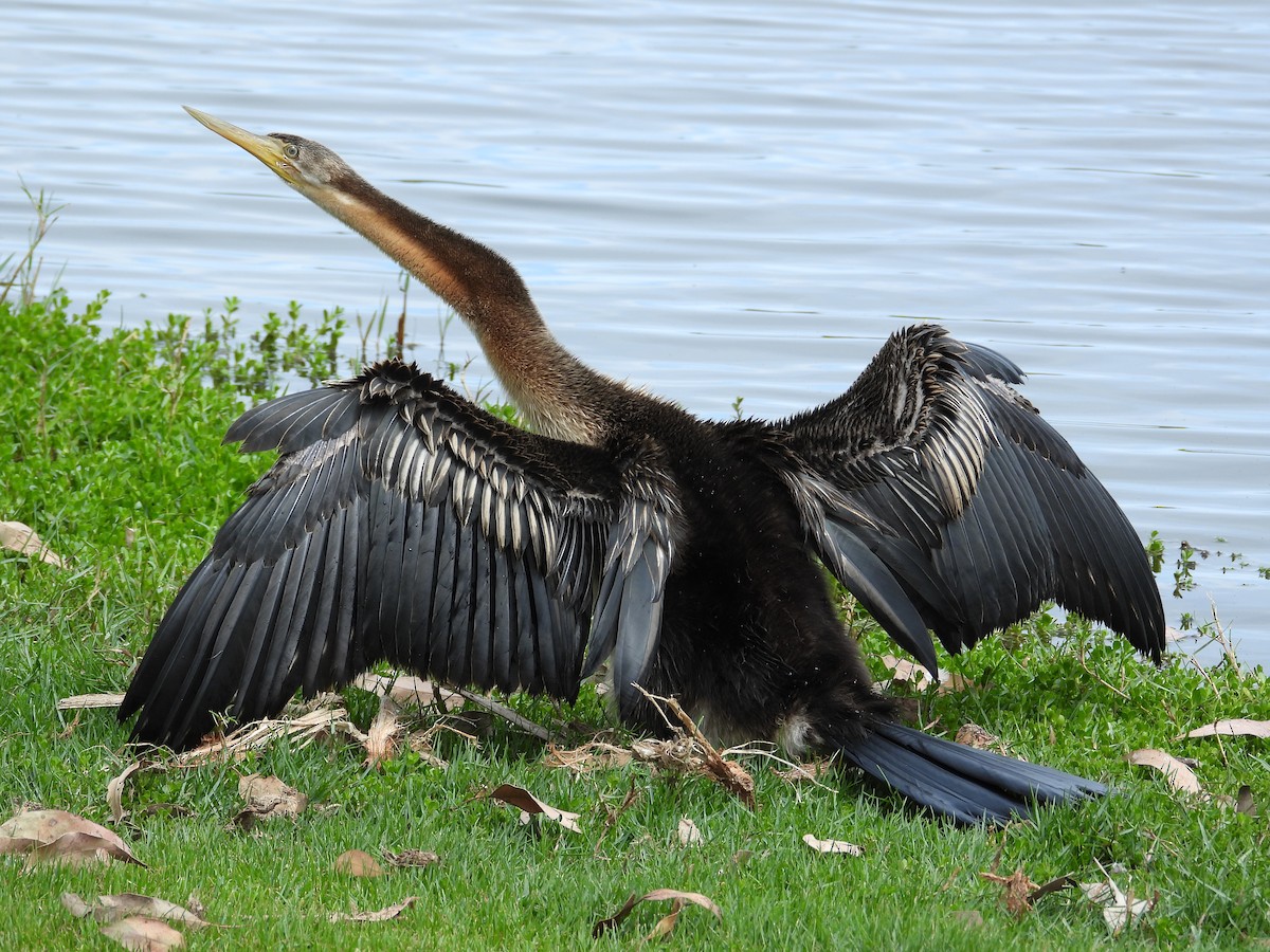 Australasian Darter - ML647181734