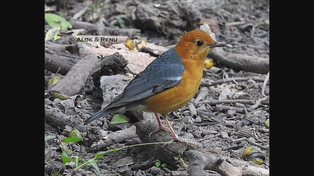 Orange-headed Thrush - ML647181737