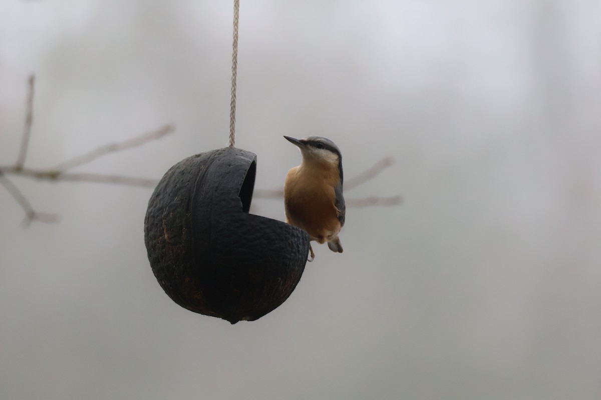 Повзик звичайний - ML647181738