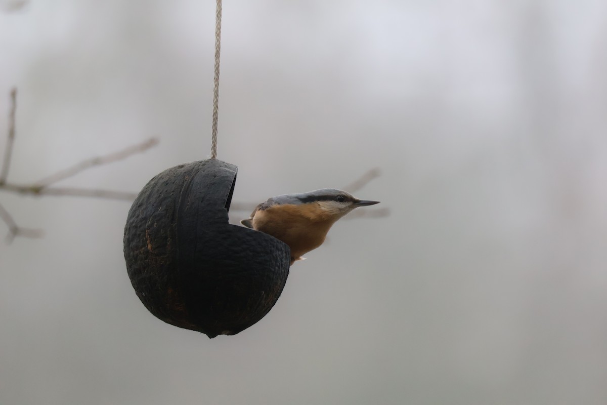 Повзик звичайний - ML647181739