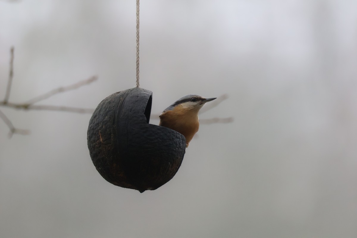 Повзик звичайний - ML647181740