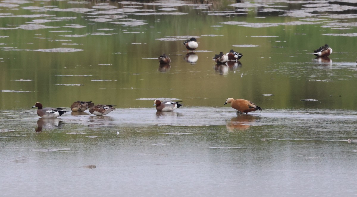 瀆鳧 - ML647181751