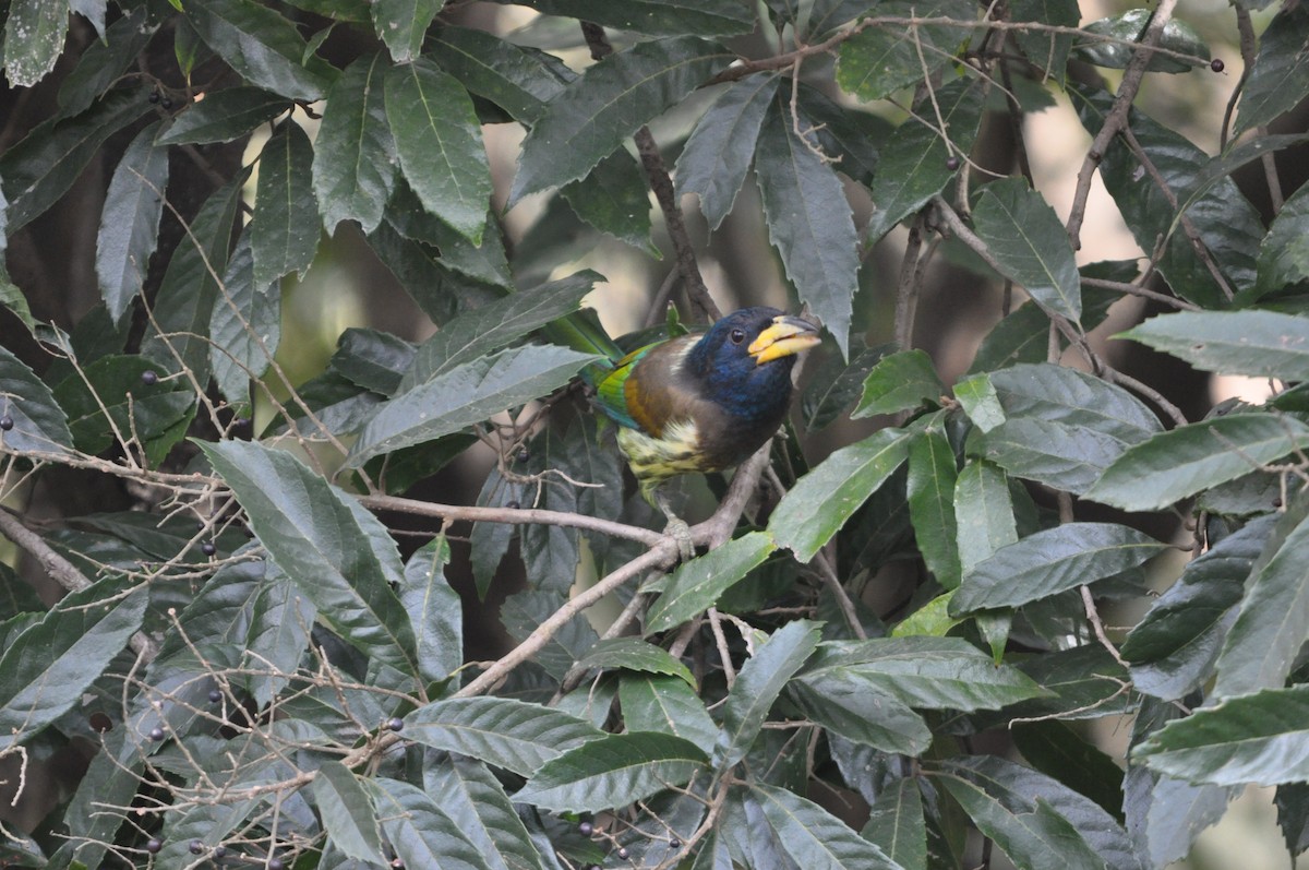Great Barbet - ML647181752