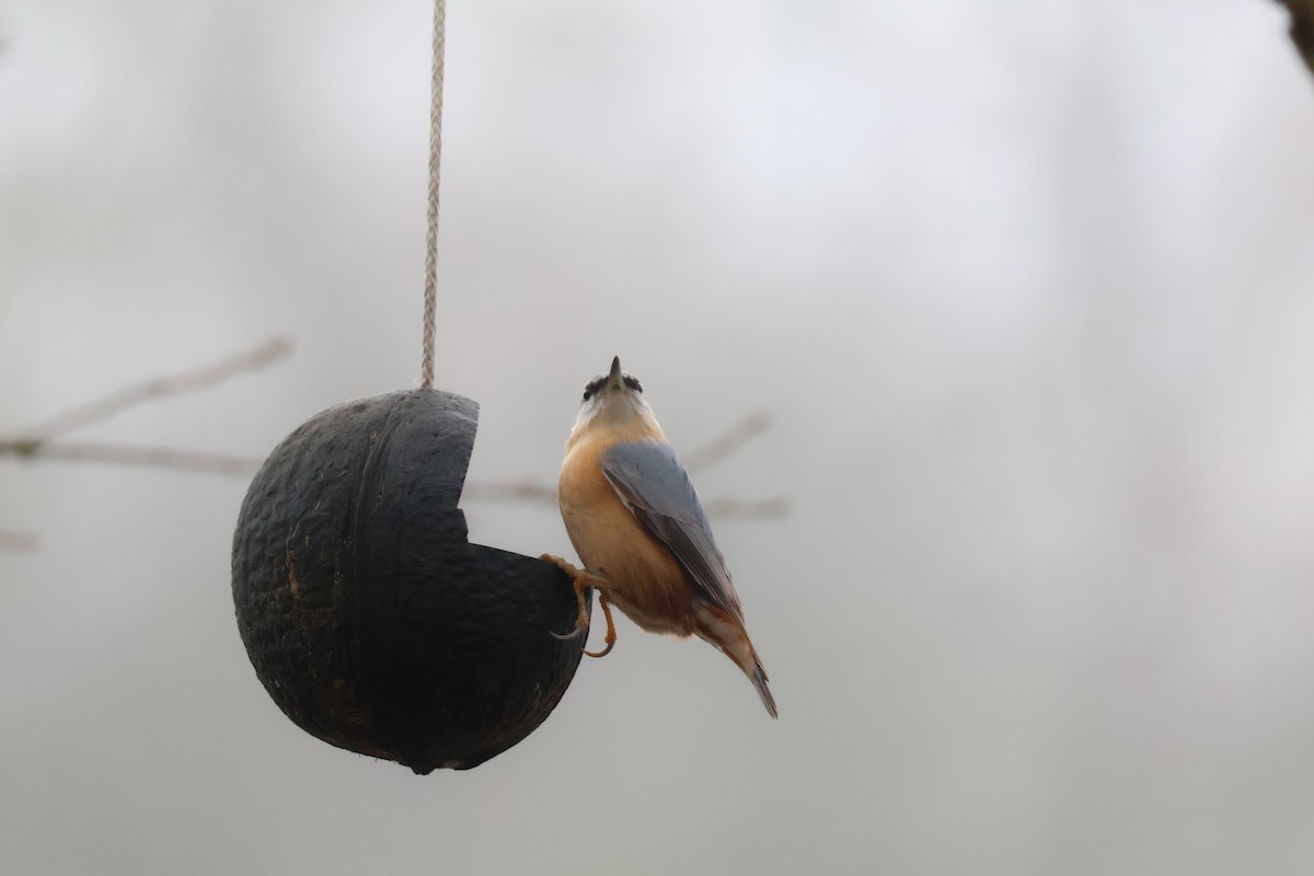 Повзик звичайний - ML647181768