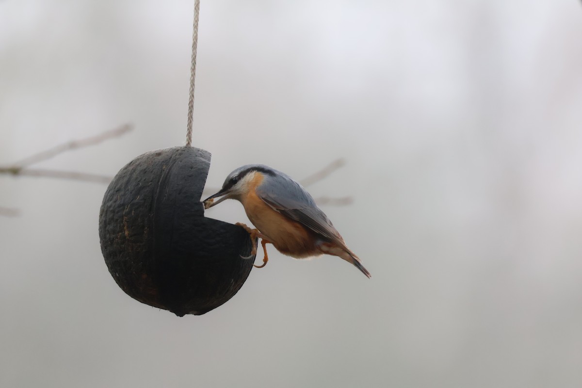 Повзик звичайний - ML647181775