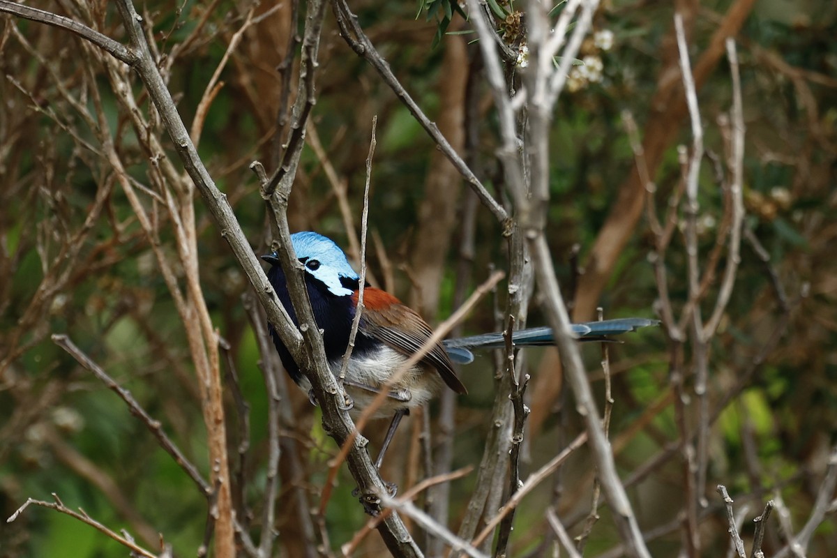 Red-winged Fairywren - ML647181776