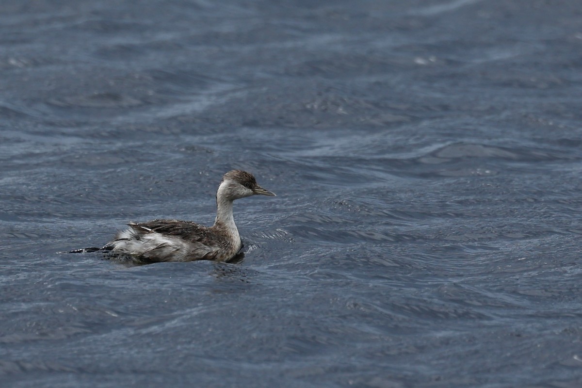 Zampullín Canoso - ML647181779