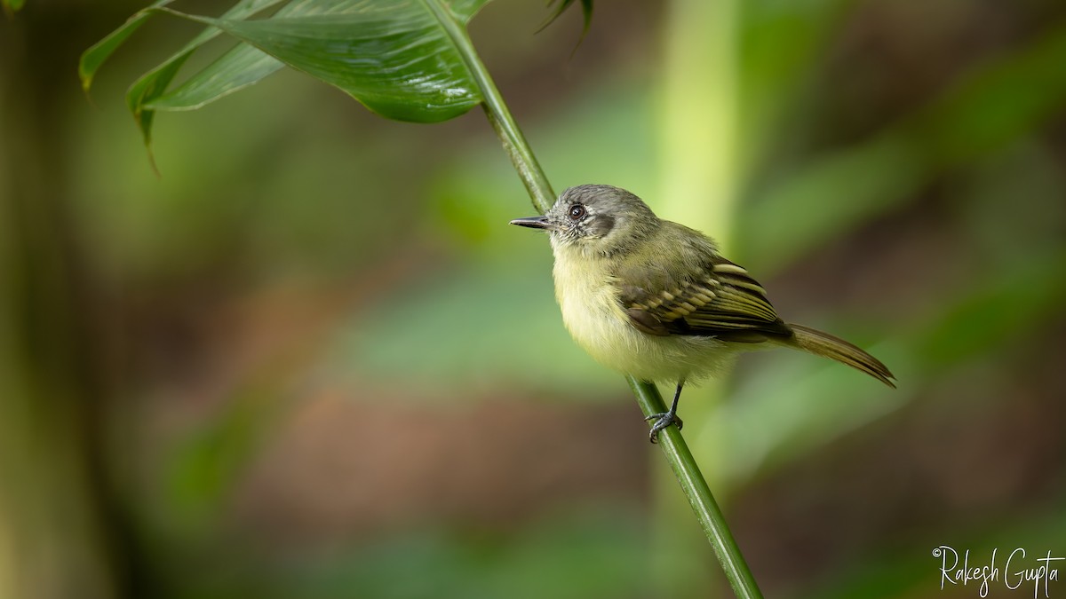 Slaty-capped Flycatcher - ML647181781