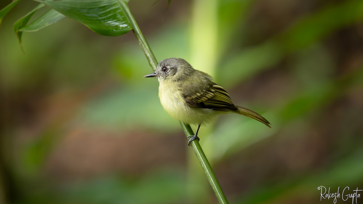 Slaty-capped Flycatcher - ML647181782