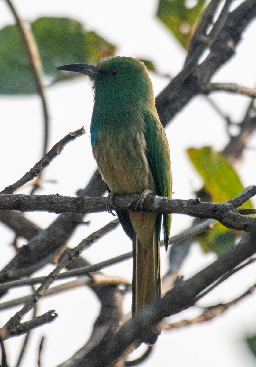 Blue-bearded Bee-eater - ML647181783