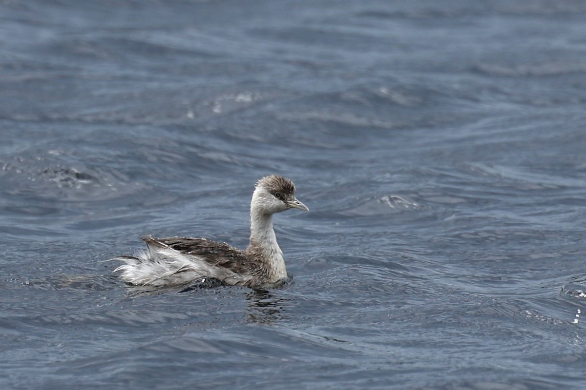 Zampullín Canoso - ML647181789