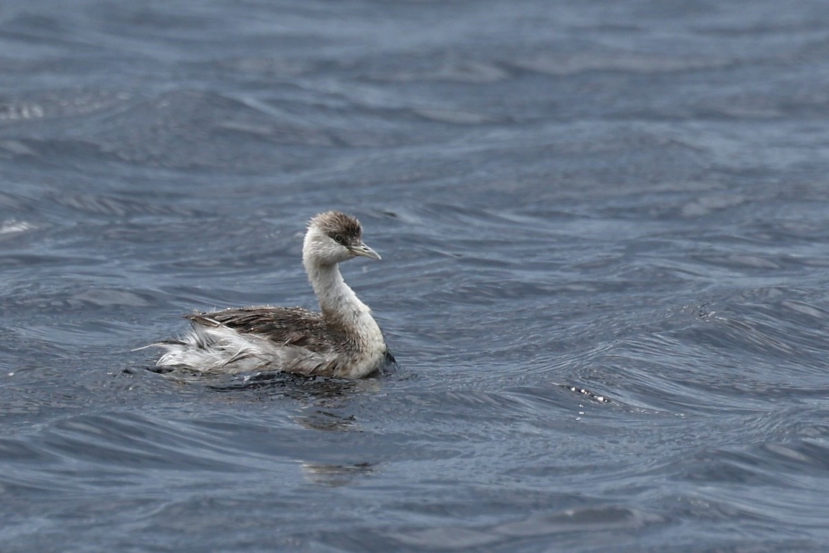 Zampullín Canoso - ML647181790