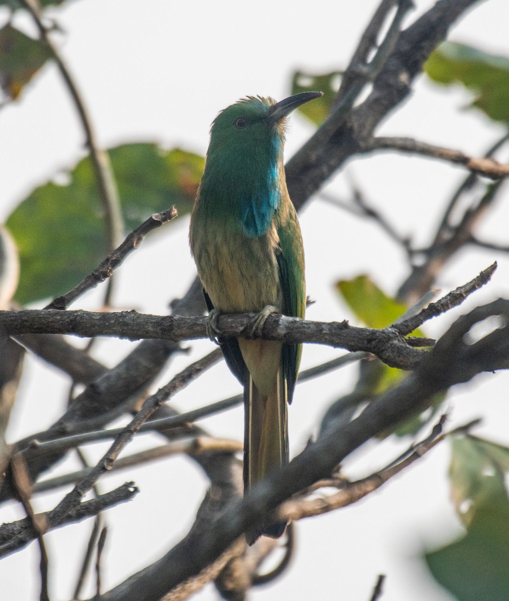 Blue-bearded Bee-eater - ML647181794
