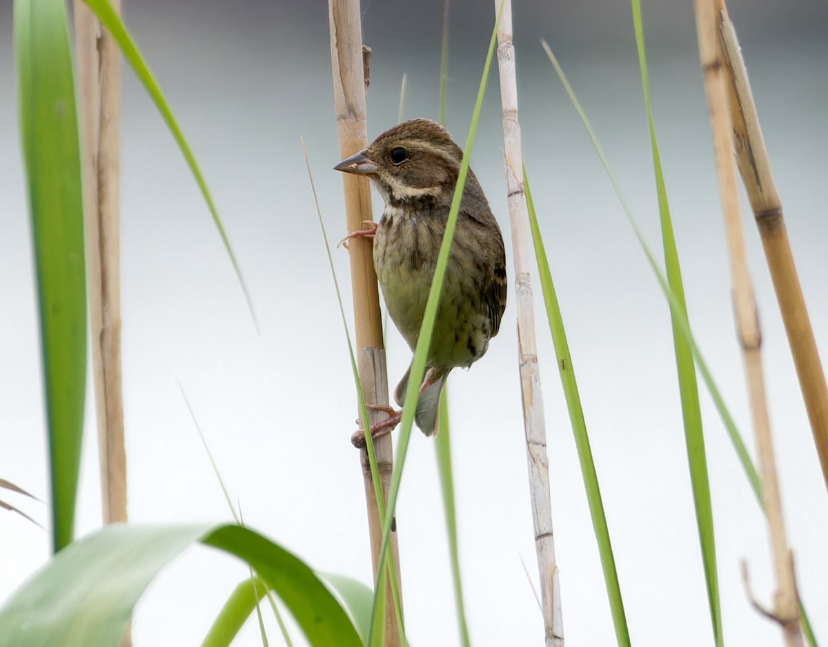 Black-faced Bunting - ML647181804