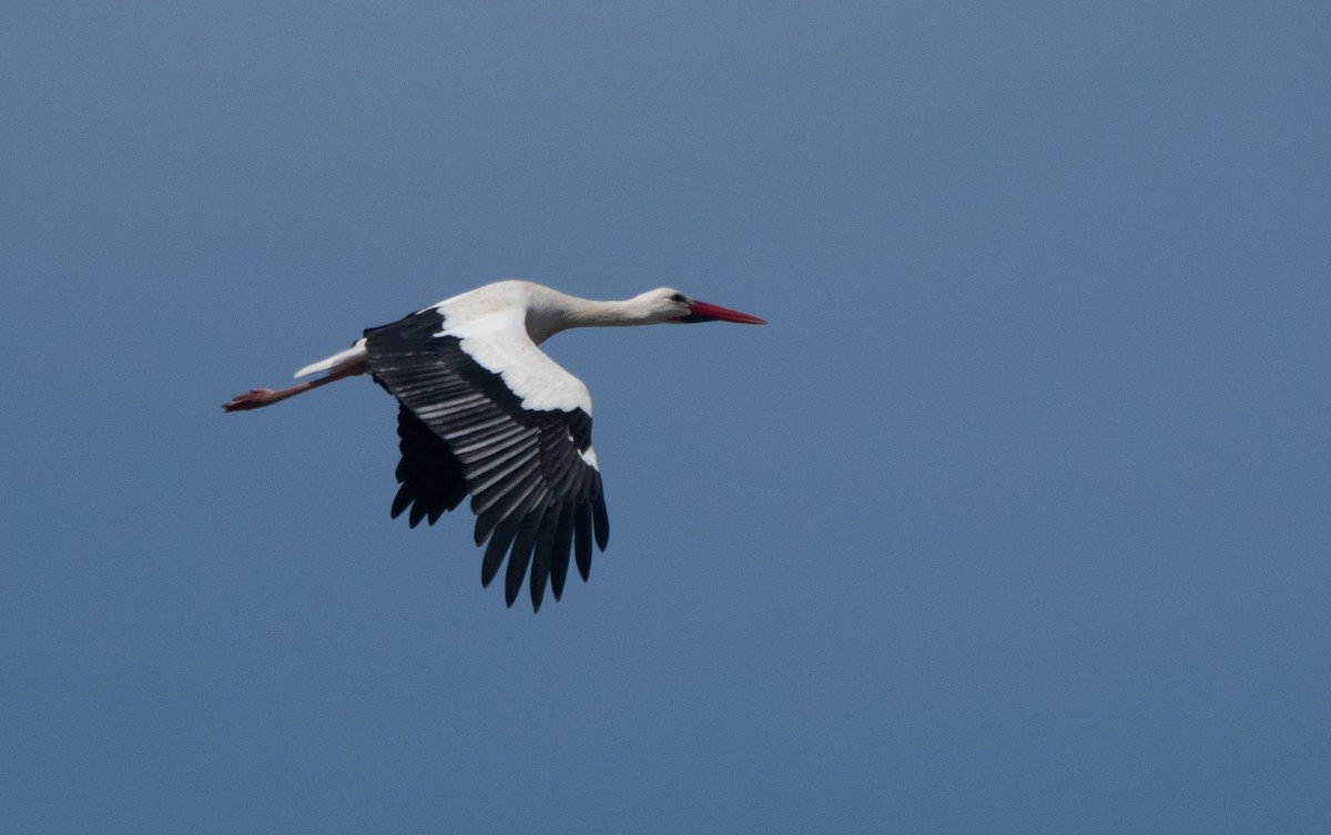 White Stork - ML647181809