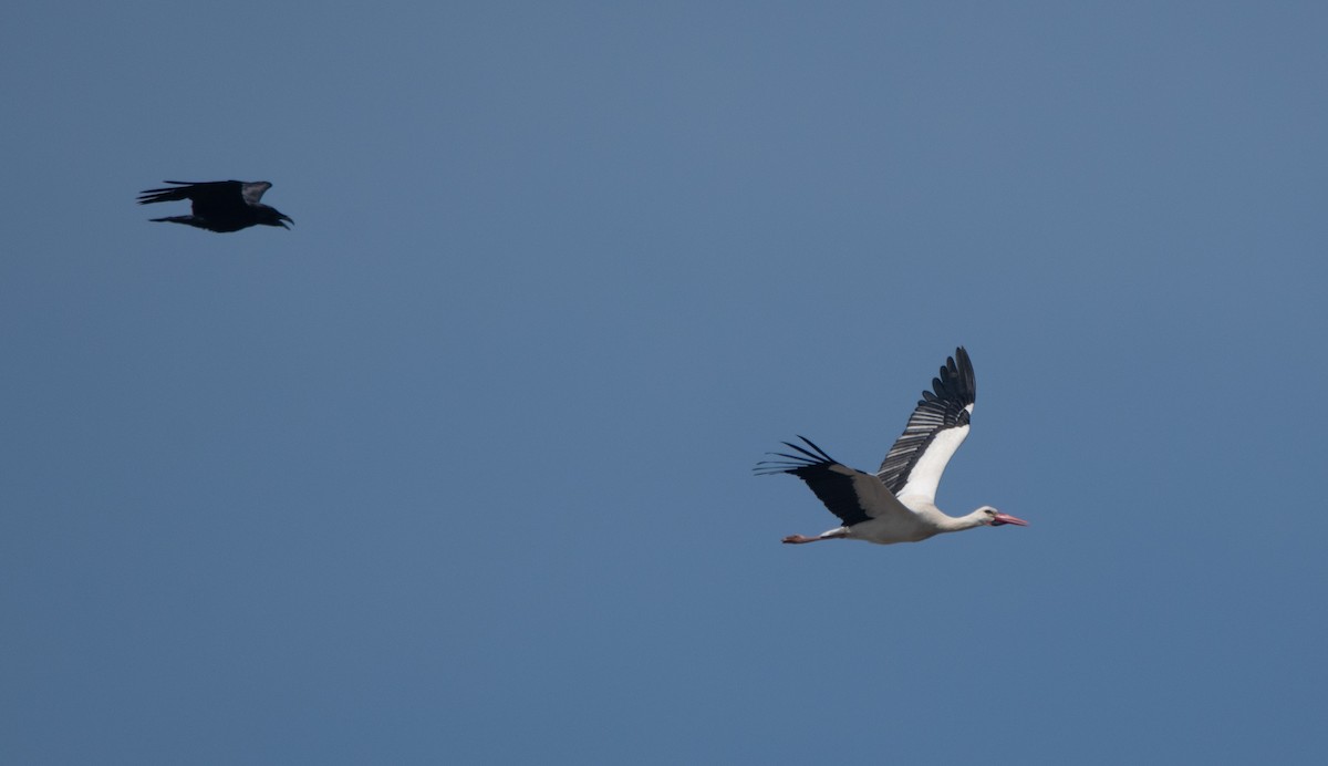 White Stork - ML647181810