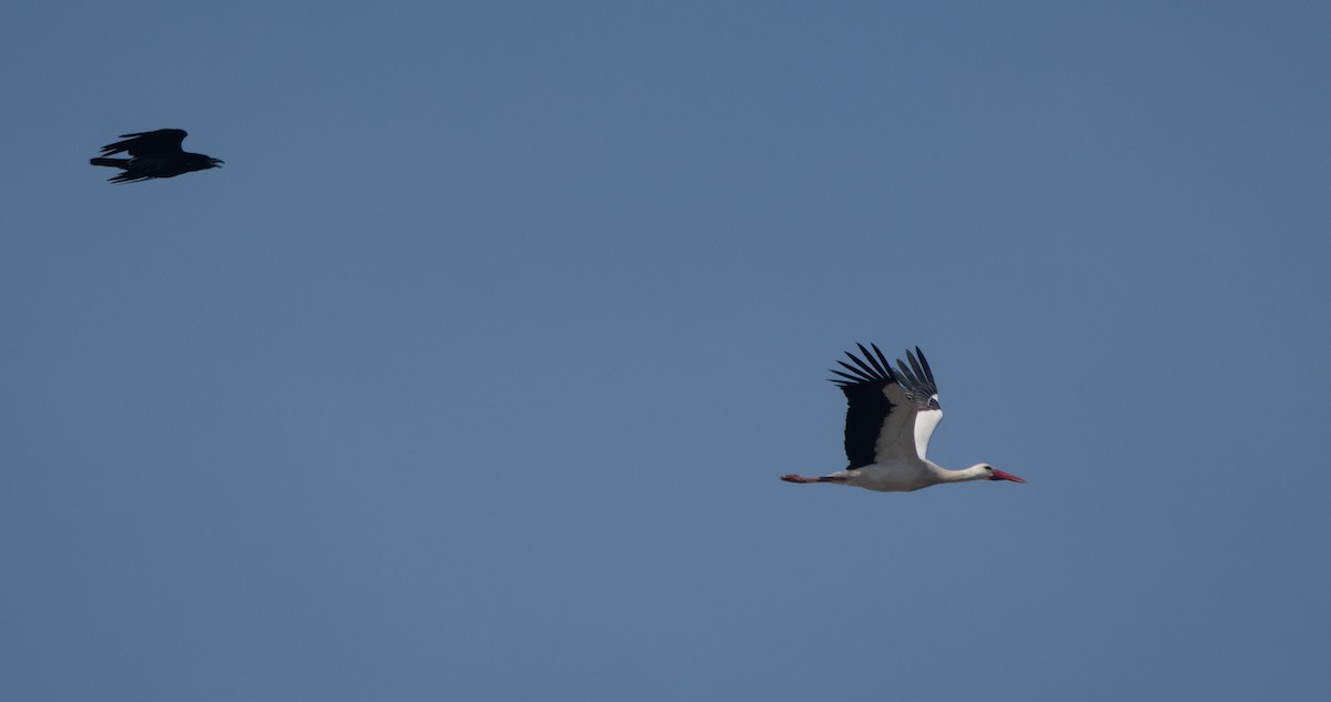 White Stork - ML647181811