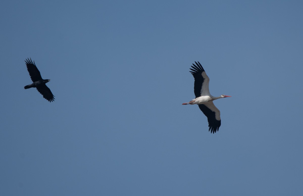 White Stork - ML647181812