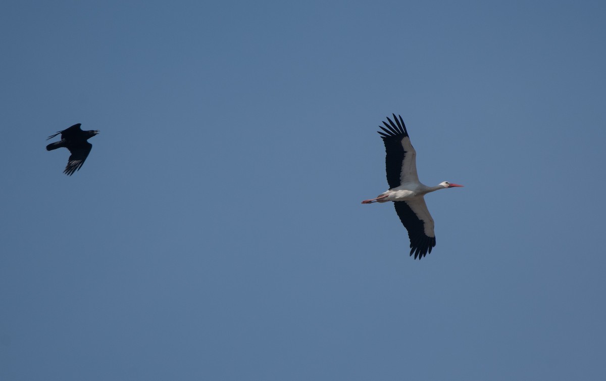 White Stork - ML647181813