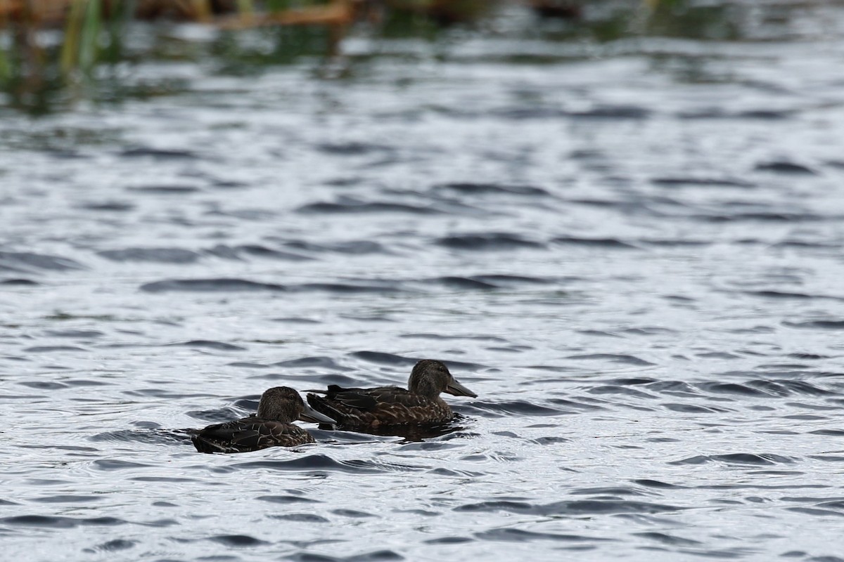 Canard bridé - ML647181814