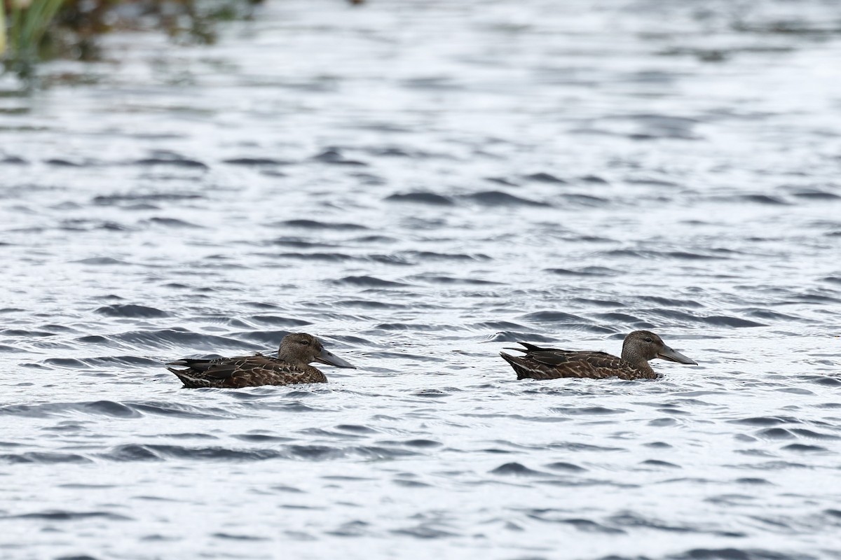 Canard bridé - ML647181815