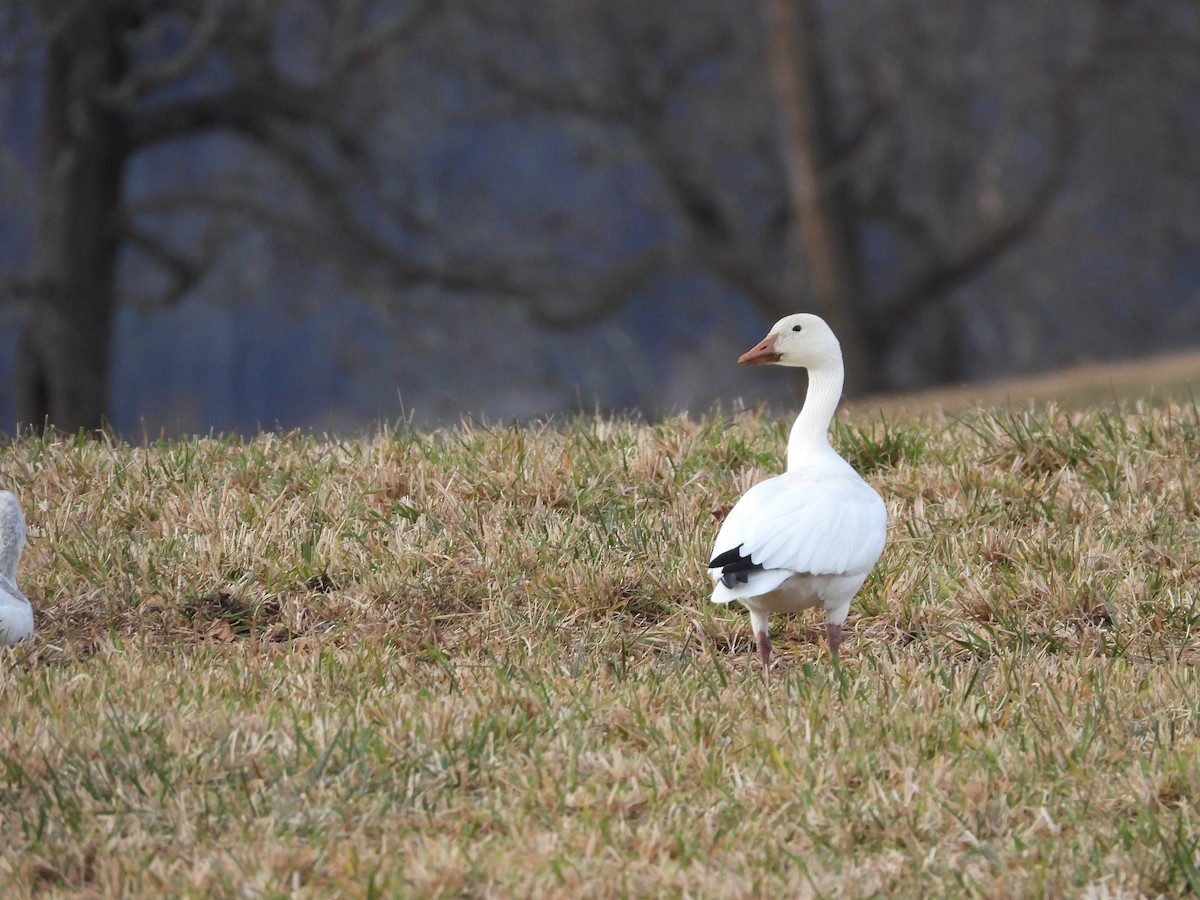 ハクガン - ML647181817