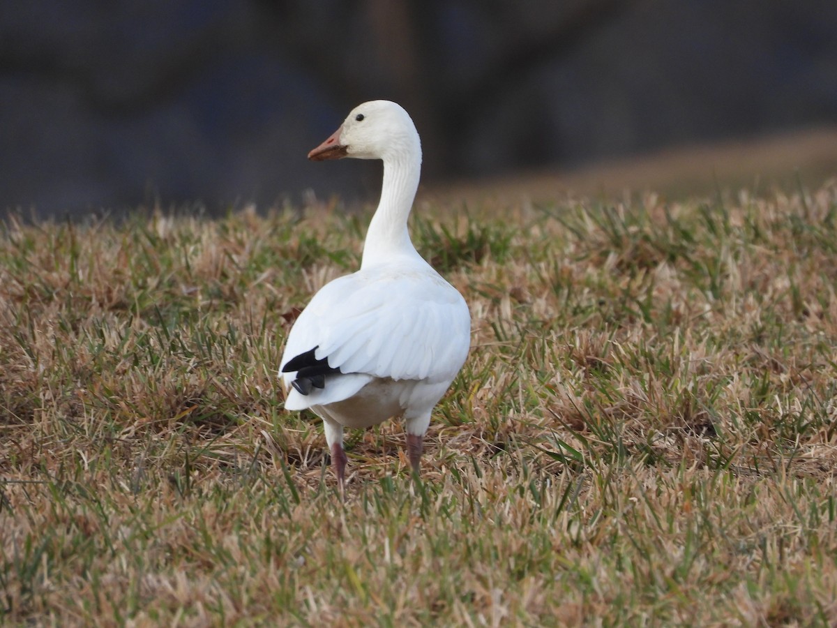 ハクガン - ML647181818