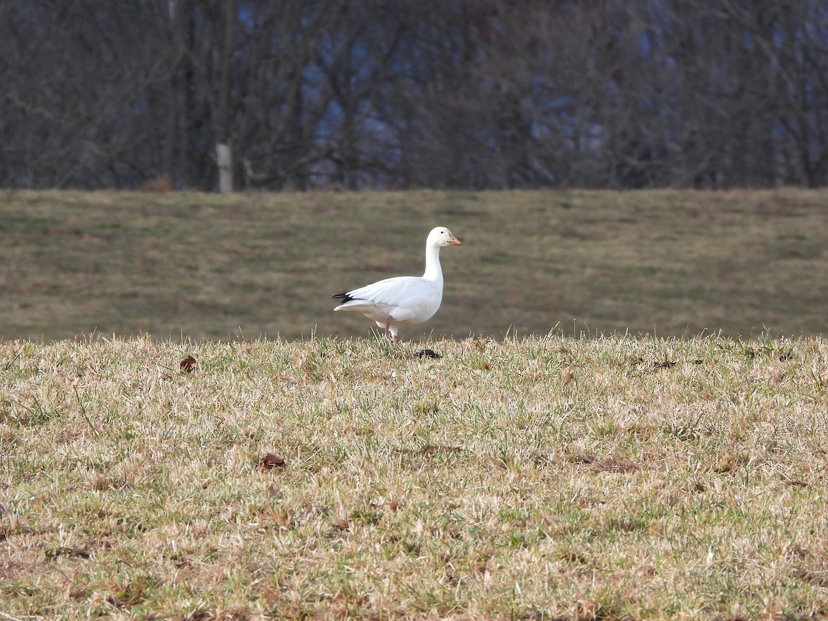 ハクガン - ML647181819